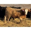 Image 7 : Cunningham Cattle Co. - 850# March Delivery Heifers - 70 Head (Rhein, SK)