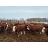 Image 3 : Terry Hines Livestock - 23 December Delivery Simmental/Simmental X Bred Heifers (Marwayne, AB)