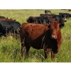 Image 3 : JT Cholin Farms - 825# September Delivery Grass Heifers - 75 Head (Biggar, SK)