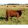 Image 10 : Kokay Farms Ltd. - 685# November Delivery Steer Calves - 120 Head (Rosemary, AB)