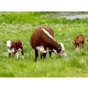 Image 2 : Pine Ranch Ltd. - 500# November Delivery Steer Calves - 95 Head (Morse, SK) VBP+