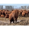 Image 11 : Hillcrest Farming Co. - 760# April Delivery Steers - 80 Head (Dundurn, SK)