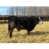 Image 4 : Rose Creek Ranch - 1040# April Delivery Steers - 120 Head (Alder Flats, AB) 