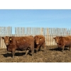 Image 2 : Breault Ranching Ltd. - 1500# Cows - 218 Head (Ste. Rose, MB) VBP+