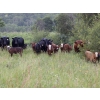 Image 4 : Right Cross Ranch - 525# November Delivery Steer Calves - 300 Head (Gapview, SK)