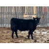 Image 7 : L & J Ranch - 715# January Delivery Heifers - 26 Head (Harptree, SK)
