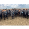 Image 3 : Babcock Livestock - 930# August Delivery Heifers - 212 Head (Czar, AB)