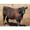 Image 11 : Leon Torkelson - 650# May Delivery Steers - 90 Head (Millicent, AB)