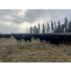 Image 5 : Joe & Donald Bouchard - 730# December Delivery Steer Calves - 81 Head (Fisher Branch, MB)