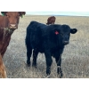 Image 12 : EJB Ranch - 540# November Delivery Steer Calves - 80 Head (Maple Creek, SK)