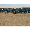 Image 2 : M.S. MacLean Livestock - 1020# May Delivery Steers - 65 Head (Coaldale, AB)