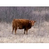 Image 10 : C & L Livestock - 29 Red Mature 3-Way Pairs (Edam, SK) VBP+