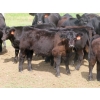 Image 10 : Blooming Enterprises Ltd. - 600# October Delivery Steer Calves - 105 Head (Gladmar, SK)