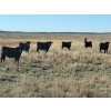 Image 5 : Block's Ranching Ltd. - 760# November Grass Steers - 71 Head (Abbey, SK)