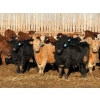 Image 2 : Ugly Head Feeders - 800# March Delivery Steers - 75 Head (Killam, AB)