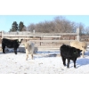 Image 2 : Box Ranch - 600# February Delivered Steers - 75 Head (Corning, SK) 