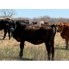 Image 9 : Cross Coulee Ranching - 630# May Delivery Heifers - 80 Head (Duchess, AB)