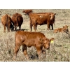 Image 7 : Meyer Cattle Inc. - 20 Red Angus X 2nd Calf Pairs (Lethbridge, AB)