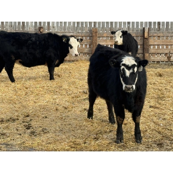 Leon Torkelson - 30 BBF/BWF Replacement Heifers (Millicent, AB)