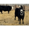 Image 1 : Leon Torkelson - 30 BBF/BWF Replacement Heifers (Millicent, AB)