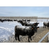 Image 4 : 6U Cattle Company - 1050# January Delivery Open Heifers - 46 Head (Manning, AB)