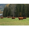 Image 17 : Squaw Valley Ranch - 750# October Delivery Steer Calves - 80 Head (Lumby, BC)