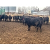 Image 11 : Wade Fewings - 850# April Delivery Steers - 70 Head (Pierson, MB) VBP+