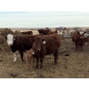 Image 4 : South Ridge Simmentals - 20 RBF/RWF 1st Calf Pairs (Picture Butte, AB)