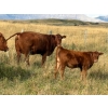 Image 9 : Palmer Ranch - 450# December Delivery Steer Calves - 180 Head (Pincher Creek, AB)