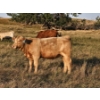 Image 8 : Bruce & Derek Christensen - 680# November Delivery Heifer Calves - 80 Head (Rainier, AB)