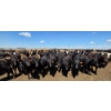 Image 4 : Cattlewood Farms Ltd. - 935# June/July Delivery Heifers - 133 Head (Fincastle, AB)
