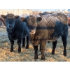 Image 3 : Hockridge Farms Ltd. - 770# March Delivery Heifers - 156 Head (Dauphin, MB)