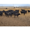 Image 9 : South Island Farms - 860# February Delivery Steers - 300 Head (Bow Island, AB)