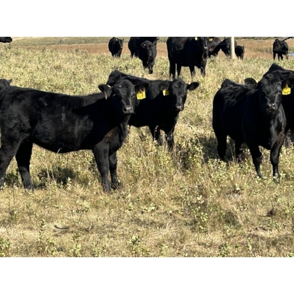 Lazy B Farm & Ranch - 530# November Delivery Heifer Calves - 80 Head (Linden, AB)