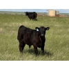 Image 4 : Douglass Bros. Ranching - 625# November Delivery Steer Calves - 100 Head (Gem, AB)