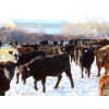 Image 6 : Coteau Ranch - 650# February Weaned Heifers - 93 Head (Kisbey, SK)