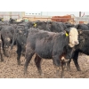 Image 6 : Doerksen Farms - 1000# August Delivery Heifers - 63 Head (Gem, AB)