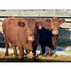 Image 2 : Resch Ranch - 12 Middle-Aged Cows (Pen 516)