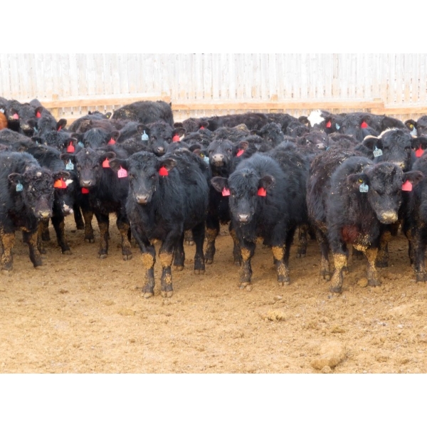 Little Rainbow Ranch - 690# March Delivery Steers - 176 Head (Moosomin, SK)