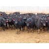 Image 1 : Little Rainbow Ranch - 690# March Delivery Steers - 176 Head (Moosomin, SK)