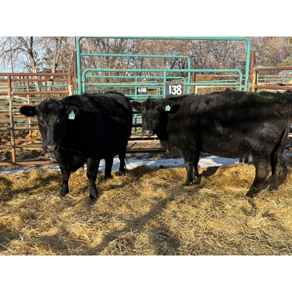 A & J Farming - 2 Third & Fourth Calvers (Pen 138)