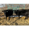 Image 1 : A & J Farming - 2 Third & Fourth Calvers (Pen 138)