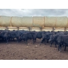 Image 4 : EMDE Land & Cattle - 700# October Delivery Steer Calves - 85 Head (Midale, SK)