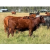 Image 6 : Spruce Tree Cattle Co. - 1000# November Delivery Grass Heifers - 63 Head (Linden, AB)