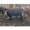 Image 7 : Regehr Land & Cattle - 1050# September Delivery Grass Steers - 59 Head (Winfield, AB)