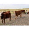Image 6 : Jones Hereford Ranch - 675# October Delivery Steer Calves - 85 Head (Balzac, AB)