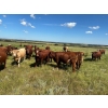 Image 5 : Logan Marr - 1050# September Delivery Grass Steers - 175 Head (Marwayne, AB)