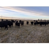 Image 2 : Tyler Hronek - 640# November Delivery Heifer Calves - 40 Head (Halkirk, AB)