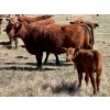 Image 5 : Meyer Cattle Inc. - 15 Red Angus X 3rd Calf Pairs (Lethbridge, AB)