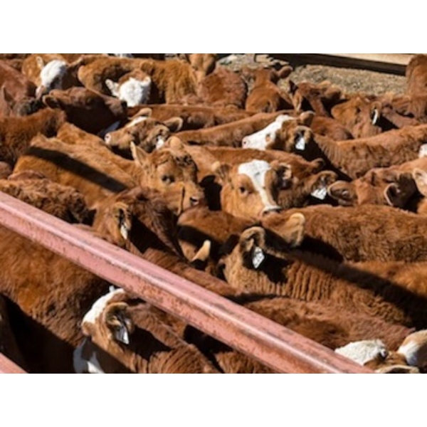 Twin Diamond Ranch - 660# October Delivery Steer Calves - 30 Head (Logan Lake, BC)